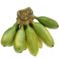 Floristik24 Baby banán trvalka umelá zelená 13cm