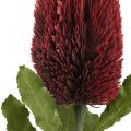Floristik24 Umelý kvet Banksia Red Burgundy Artificial Exotics 64cm