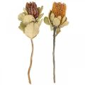 Floristik24 Banksia coccinea sušené kvety natur 10ks