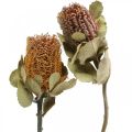 Floristik24 Banksia coccinea sušené kvety natur 10ks