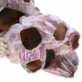 Floristik24 Deco shell barnacle nature 12-16cm 3ks