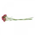 Floristik24 Artificial Sweet William Pink umelé kvety karafiáty 55 cm zväzok 3 ks