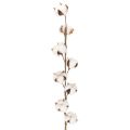 Floristik24 Umelá bavlnená vetvička s 8 skutočnými kvetmi, 78 cm