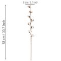Umelá bavlnená vetvička s 8 skutočnými kvetmi, 78 cm | Floristik24.sk
