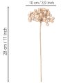 Umelý konár z bobúľ, šampanská farba, 28 cm, 3 kusy | Floristik24.sk