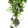 Floristik24 Listová girlanda deko girlanda umelá rastlina zelená 180cm