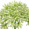 Floristik24 Allium umelá biela 55cm