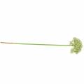 Floristik24 Allium umelá biela 55cm