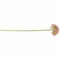 Floristik24 Allium umelá ružová 55cm