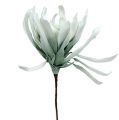 Floristik24 Kvetná vetva Pena biela, zelená 72cm