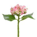 Floristik24 Hortenzia ružová zasnežená 33cm 4ks
