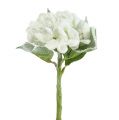 Floristik24 Hortenzia biela zasnežená 33cm 4ks