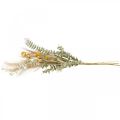Floristik24 Umelé kvety Craspedia pierko tráva eukalyptus 55cm zväzok