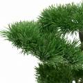 Floristik24 Bonsai stromček v keramickom črepníku biela borovica umelý H36cm