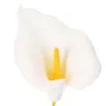 Umelá kala so žltými tyčinkami, ozdobné kvety, 35 cm, 10 kusov | Floristik24.sk