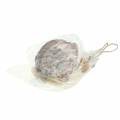 Floristik24 Deco vešiak capiz shell maritime prírodný biely 30cm 2ks