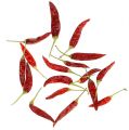 Floristik24 Chilis red krátke čili 250g