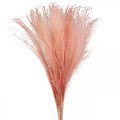 Floristik24 Trstina čínska svetloružová suchá tráva Miscanthus H75cm 10p