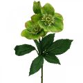 Floristik24 Vianočná ruža Pôstna ruža Čemerice umelé kvety zelené L34cm 4ks