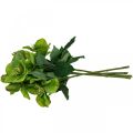 Floristik24 Vianočná ruža Pôstna ruža Čemerice umelé kvety zelené L34cm 4ks