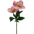 Floristik24 Vianočná ruža, pôstna ruža, čemerica, umelé rastliny ružová L34cm 4ks