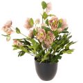 Floristik24 Umelá rastlina v kvetináči Helleborus, vianočná ruža, na dekoráciu domu, 50 cm