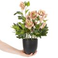 Umelá rastlina v kvetináči Helleborus, vianočná ruža, na dekoráciu domu, 50 cm | Floristik24.sk