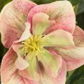 Umelá rastlina v kvetináči Helleborus, vianočná ruža, na dekoráciu domu, 50 cm | Floristik24.sk