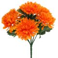 Floristik24 Chryzantéma pomarančová so 7 kvetmi