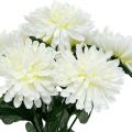 Floristik24 Chryzantéma biela so 7 kvetmi