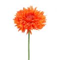 Floristik24 Chryzantéma Teddy 63 cm oranžová