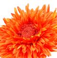 Floristik24 Chryzantéma Teddy 63 cm oranžová
