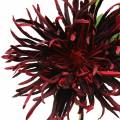 Floristik24 Chryzantéma tmavo červená 73 cm
