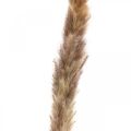 Floristik24 Suchá tráva pampová tráva prírodný trs 80cm
