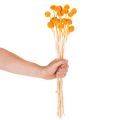Kytica sušených kvetov Craspedia 55cm 20ks | Floristik24.sk