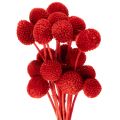 Floristik24 Sušené kvety Craspedia, farbené, s dlhými stonkami, 55 cm, 20 kusov