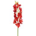Floristik24 Orchidea Cymbidium červená 78cm