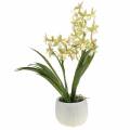 Floristik24 Orchidea Cymbidium Green v kvetináči Umelý V46cm