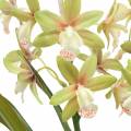 Floristik24 Orchidea Cymbidium Green v kvetináči Umelý V46cm