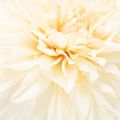 Umelý kvet dahlia do vázy 68 cm | Floristik24.sk