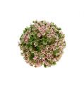 Floristik24 Mini dekoračná guľa ružovo-zelená umelá Ø10cm 1ks