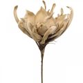 Floristik24 Deco lotosový kvet umelý lotosový kvet umelý kvet béžový L68cm
