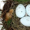 Floristik24 Deko hniezdo s vajíčkami Ø30cm 1ks