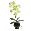 Floristik24 Mini orchidea svetlozelená s glóbusom 30cm