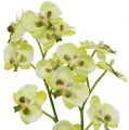 Floristik24 Mini orchidea svetlozelená s glóbusom 30cm