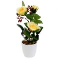 Floristik24 Ozdobná ruža v kvetináči žltá 23cm