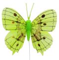 Floristik24 Deco motýle zelené 8cm 6ks