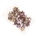 Floristik24 Deco Star Poinsettia Kokosovo ružová metalíza 5cm 50p