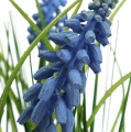 Floristik24 Hyacinty umelé v črepníku Modrá 24cm