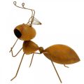 Floristik24 Dekoračná figúrka mravca kovová sieťka na motýle záhradná dekorácia hrdza 19cm